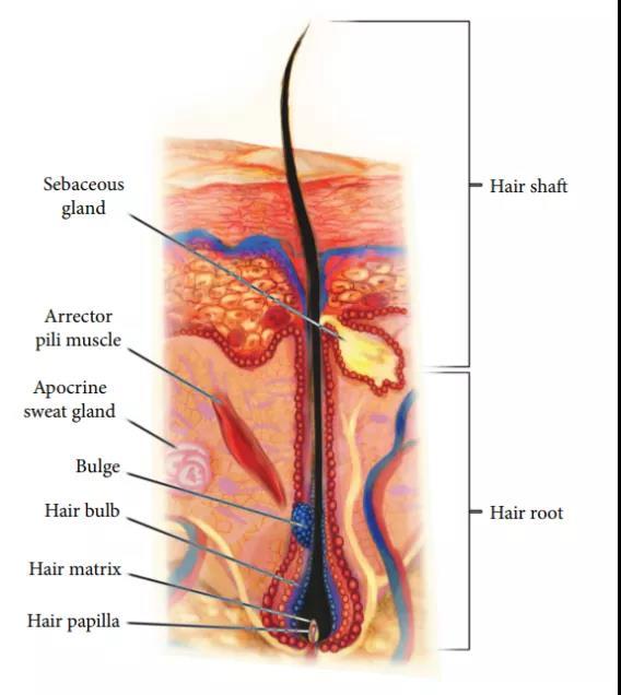 橫紋肌樣瘤最新治療技術(shù)，小巷深處的生命曙光