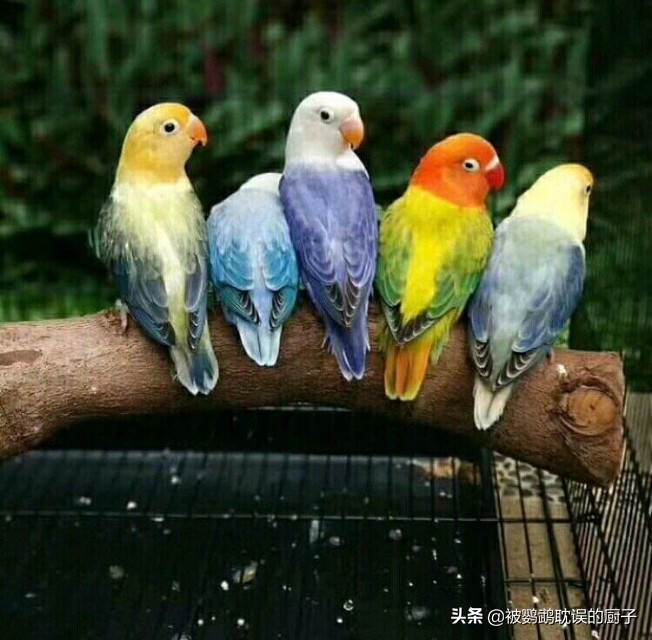 牡丹鸚鵡最新報價，市場走勢分析與選購指南