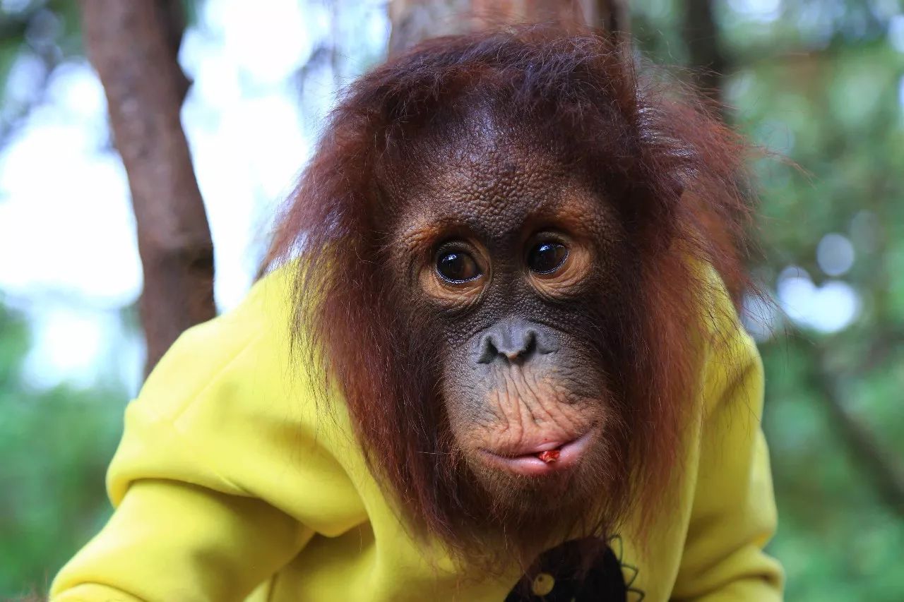 科技重塑人與自然和諧交響，動物大明星的交響樂章