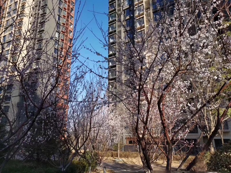 燕郊房?jī)r(jià)動(dòng)態(tài)更新，科技引領(lǐng)房產(chǎn)新紀(jì)元，最新資訊速遞