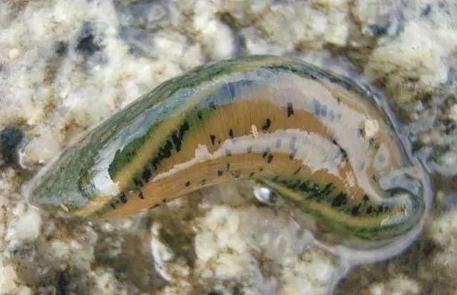 石斑魚孵化技術(shù)革新詳解，從入門到精通的孵化指南