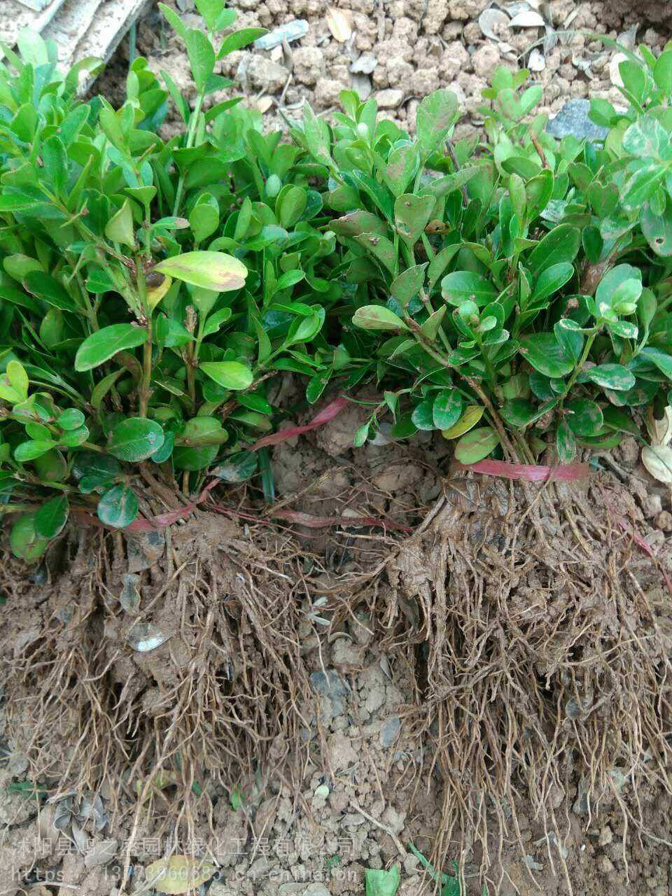 黃楊小苗價(jià)格探尋之旅，自然美景的邂逅與發(fā)現(xiàn)