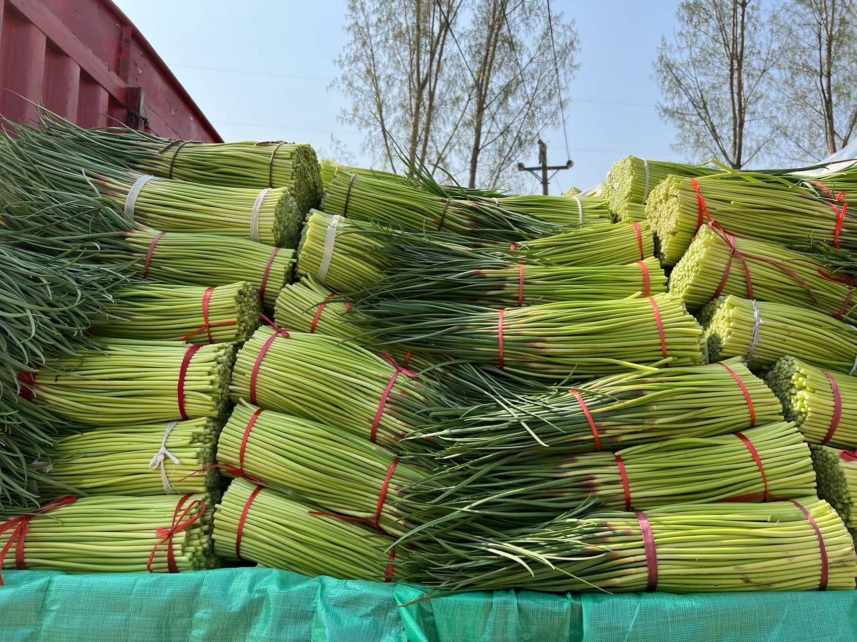 蒜薹價(jià)格最新行情，今日市場(chǎng)走勢(shì)與一段友情陪伴的溫馨故事