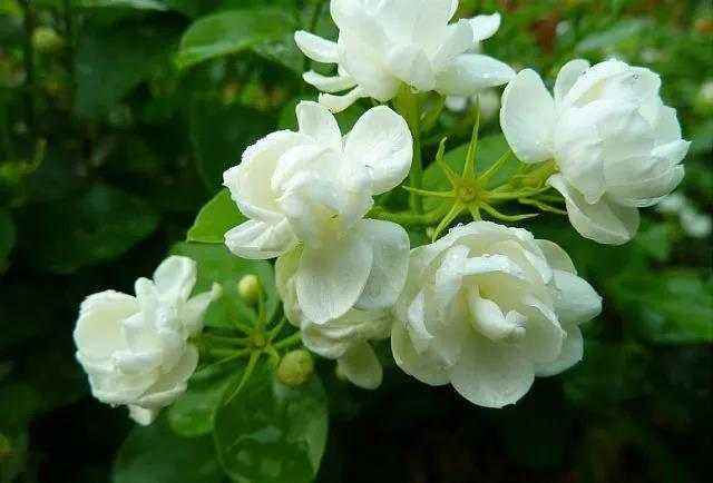 花香滿園最新章節(jié)獲取攻略，輕松閱讀新書(shū)章節(jié)的步驟