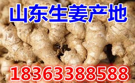 鮮姜最新價(jià)格揭秘，自然美景背后的旅行探索之旅