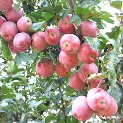西太后愛心包最新系列，時(shí)尚與慈善的完美結(jié)合，展現(xiàn)獨(dú)特魅力風(fēng)采